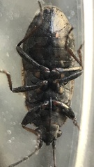 Sphragisticus nebulosus