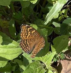 Junonia chorimene
