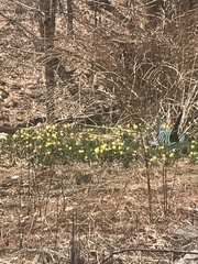 Narcissus