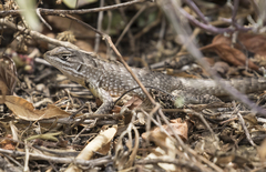 Stenocercus guentheri
