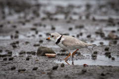 Charadrius melodus