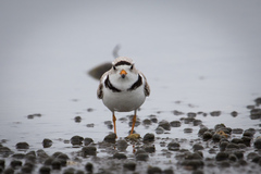 Charadrius melodus