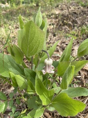 Clematis fremontii
