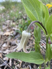 Clematis fremontii