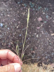 Bromus berteroanus