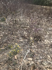 Narcissus cuneiflorus