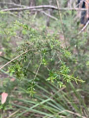 Sannantha similis