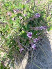 Aloysia scorodonioides
