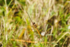 Dasythemis mincki
