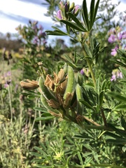 Lupinus longifolius