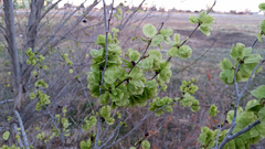 Ulmus pumila