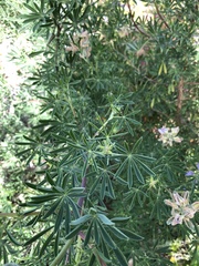Lupinus longifolius