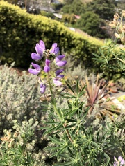 Lupinus longifolius