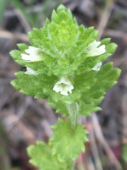 Euphrasia subarctica
