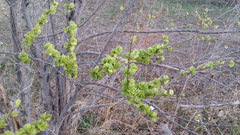 Ulmus pumila
