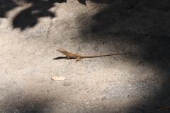 Anolis carolinensis