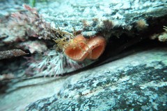 Sycozoa cerebriformis