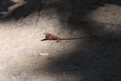 Anolis carolinensis