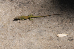 Anolis carolinensis
