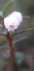 Gaultheria amoena