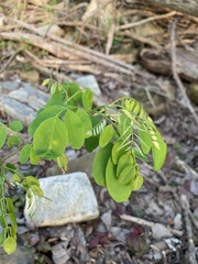 Robinia pseudoacacia