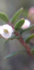Gaultheria amoena