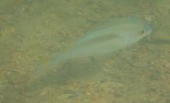 Scolopsis monogramma