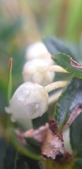 Gaultheria amoena
