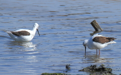 Cladorhynchus leucocephalus