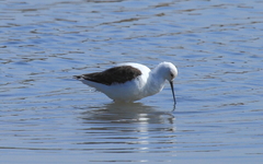 Cladorhynchus leucocephalus