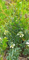 Gaultheria amoena