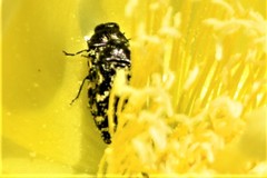 Acmaeodera ornata