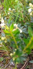 Gaultheria amoena
