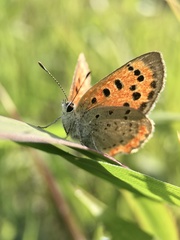Lycaena phlaeas daimio