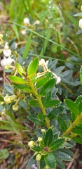 Gaultheria amoena