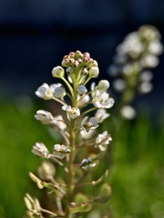 Lepidium virginicum