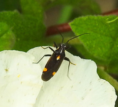 Capsodes sulcatus