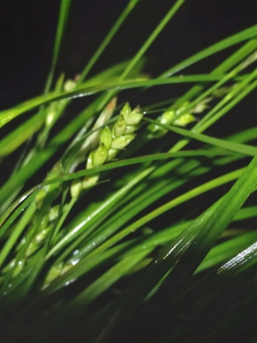 Godfrey's Sedge (Carex godfreyi)