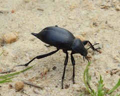 Blaps lusitanica