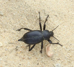 Blaps lusitanica