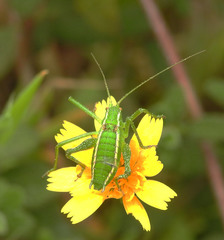 Odontura glabricauda