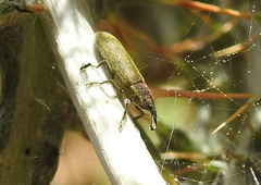 Epimeces