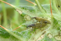 Epimeces