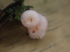 Hygrocybe roseoflavida