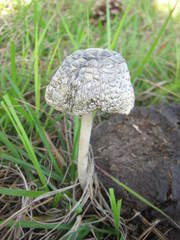 Panaeolus solidipes