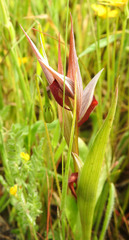 Serapias strictiflora