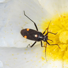 Capsodes sulcatus