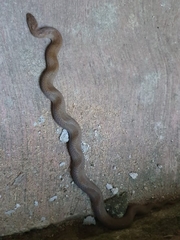 Stenorrhina degenhardtii