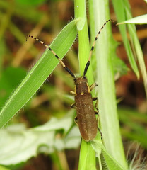 Agapanthia annularis