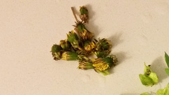 Taraxacum officinale